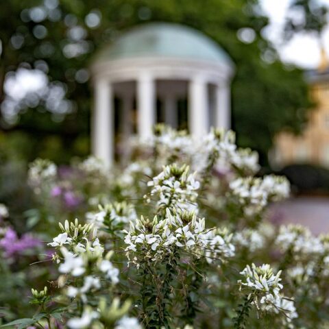 The Old Well surrounded by flowers